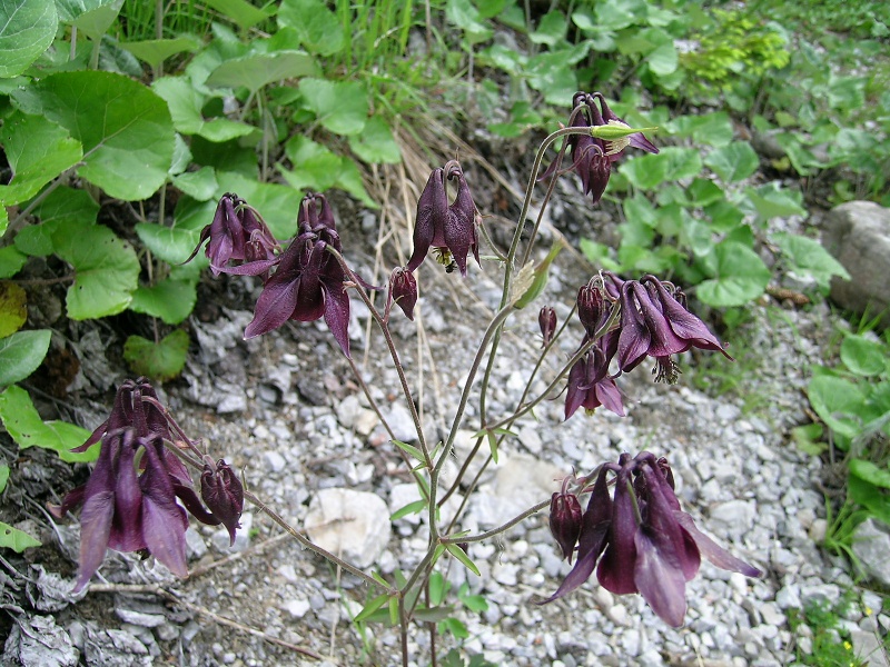 Blumenbild groß
