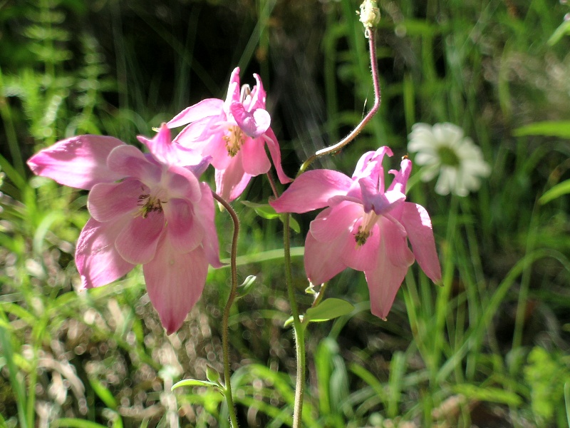 Blumenbild groß