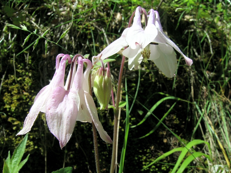 Blumenbild groß