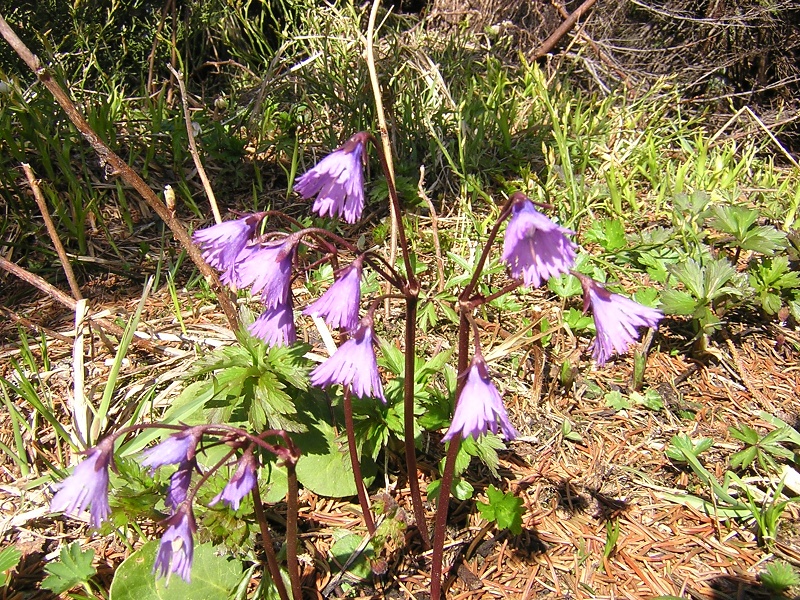 Blumenbild groß