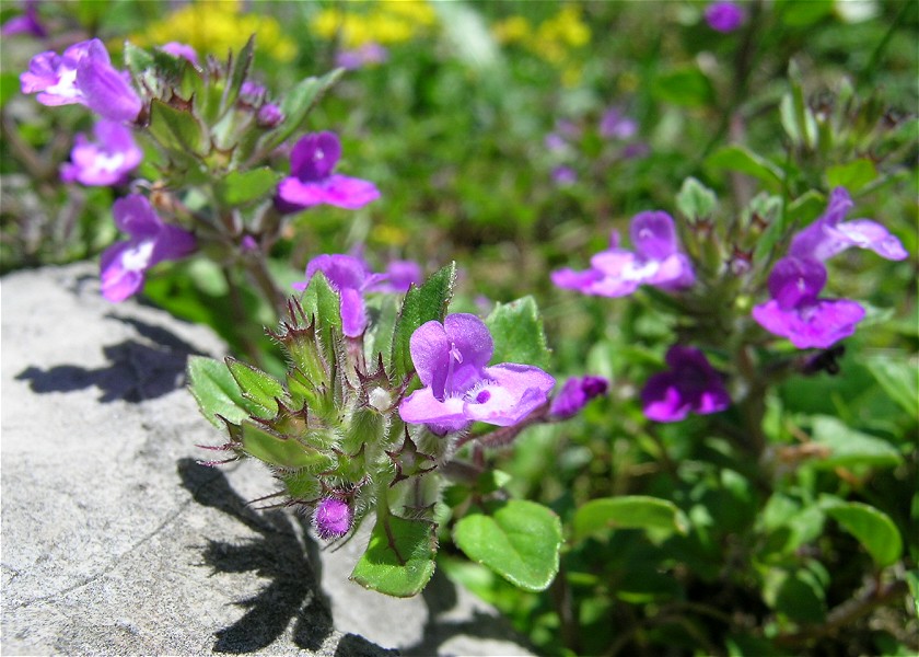 Blumenbild groß