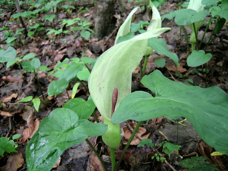 Blumenbild groß