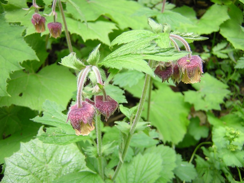 Blumenbild groß