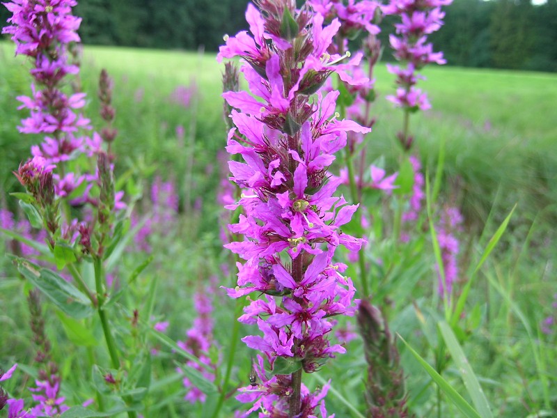 Blumenbild groß