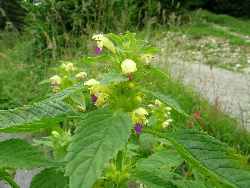 Blumenbild groß