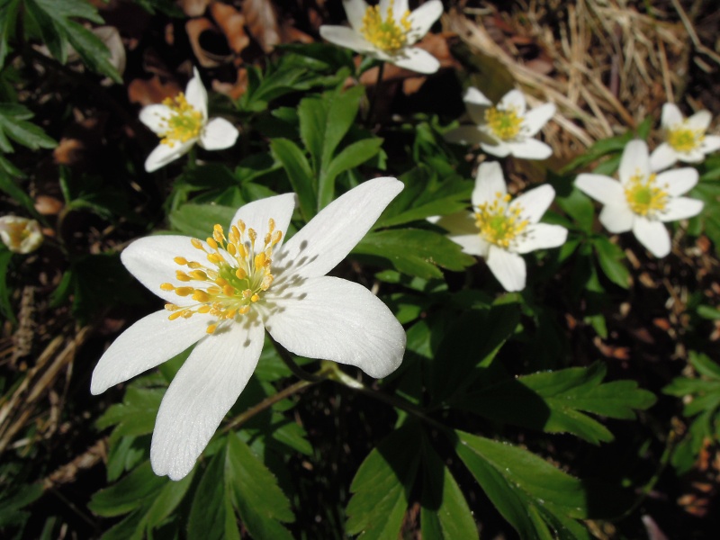 Blumenbild groß