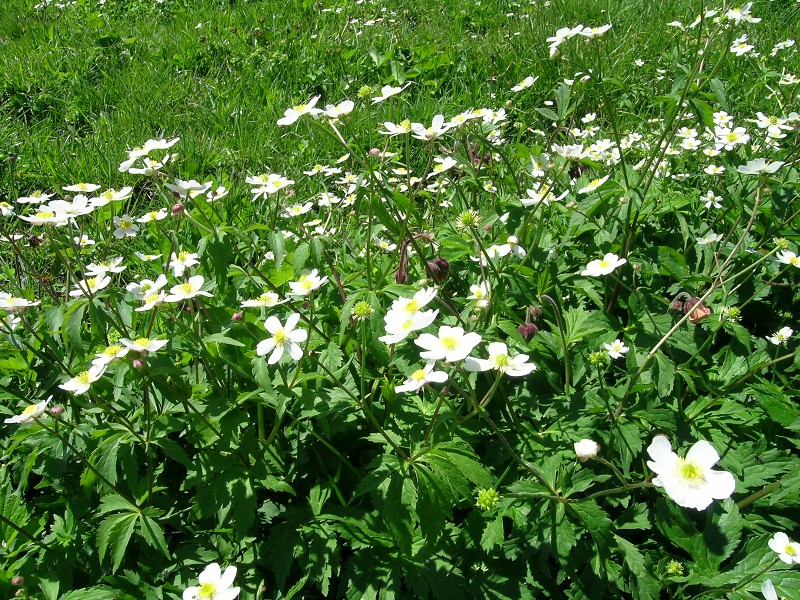 Blumenbild groß