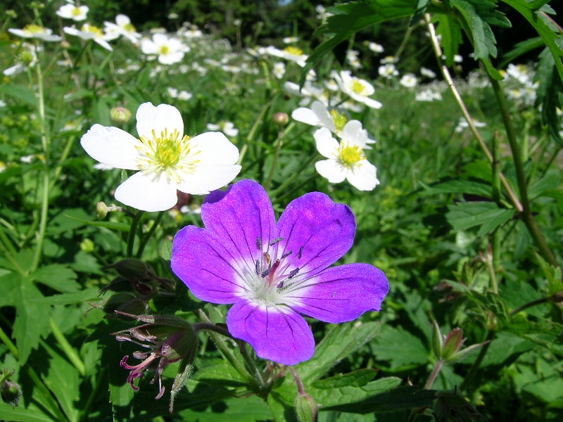 Blumenbild groß