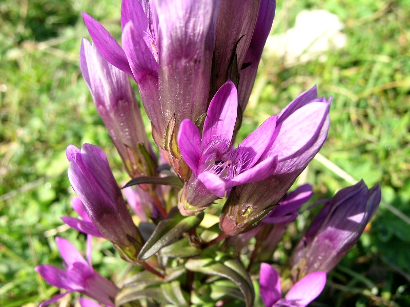 Blumenbild groß