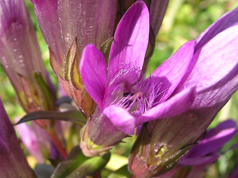 Blumenbild groß