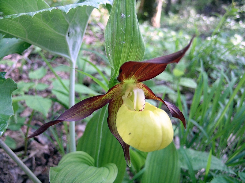 Blumenbild groß