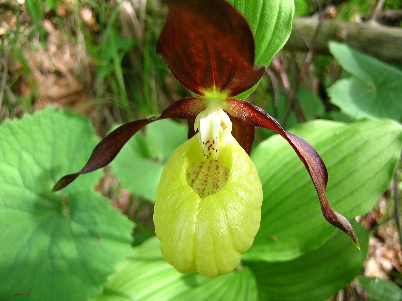 Blumenbild groß