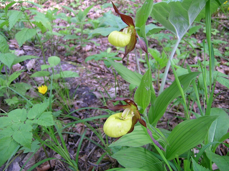 Blumenbild groß