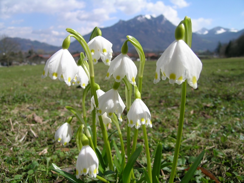 Blumenbild groß