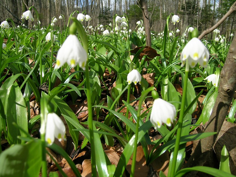 Blumenbild groß