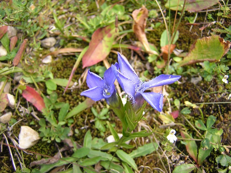 Blumenbild groß