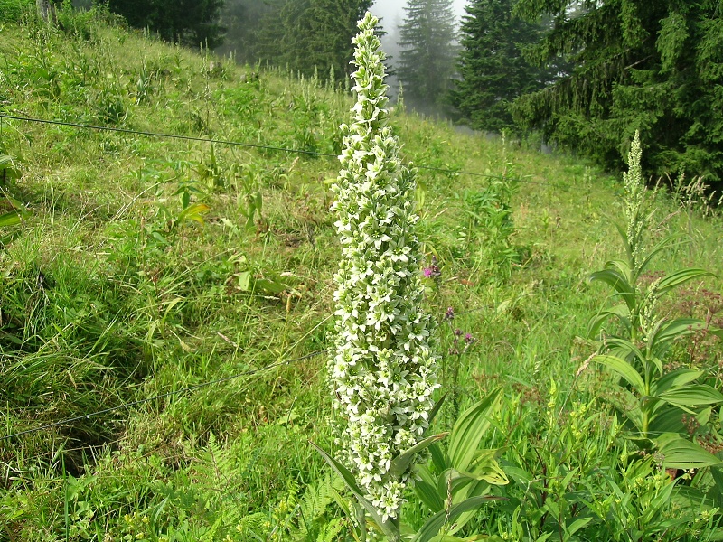 Blumenbild groß