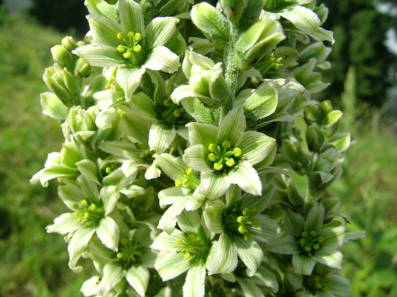 Blumenbild groß