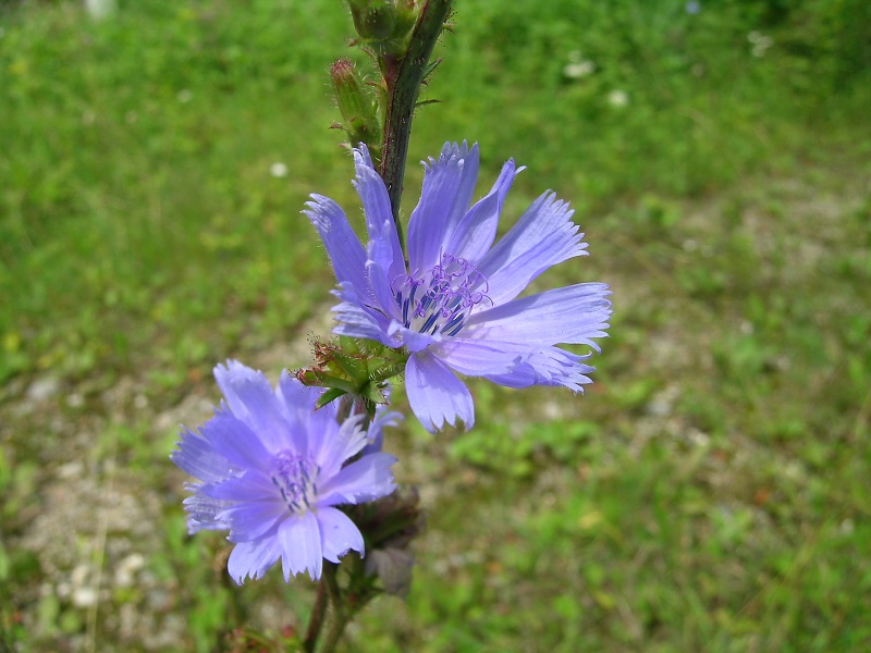 Blumenbild groß