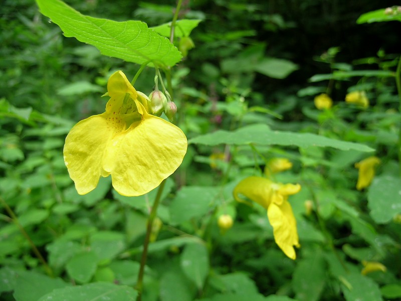 Blumenbild groß