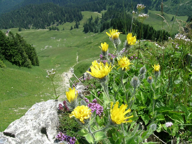 Blumenbild groß