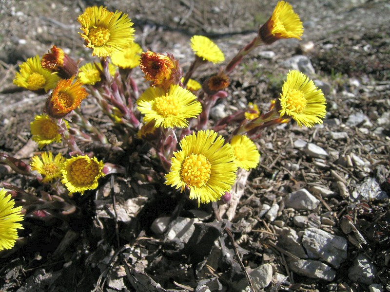Blumenbild groß