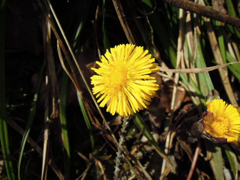 Blumenbild groß
