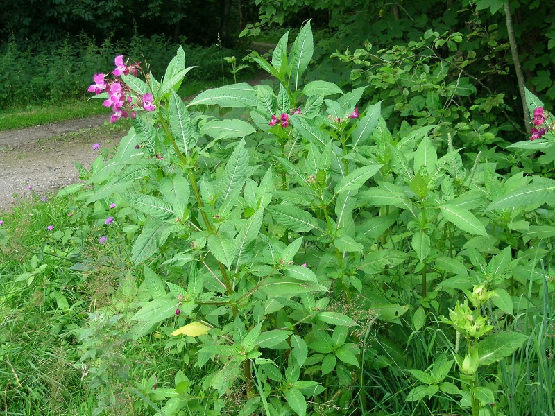 Blumenbild groß