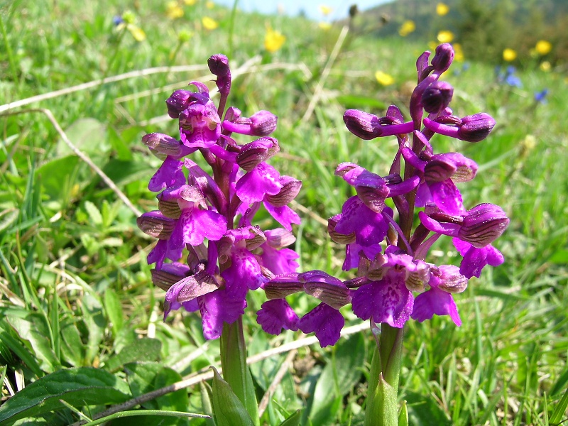 Blumenbild groß