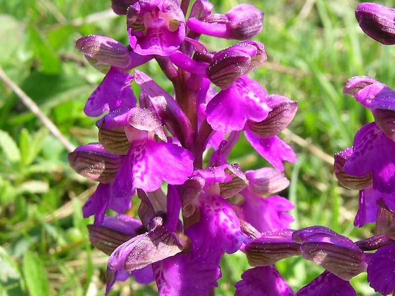 Blumenbild groß