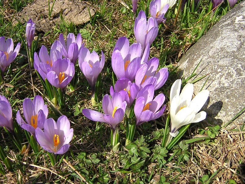 Blumenbild groß