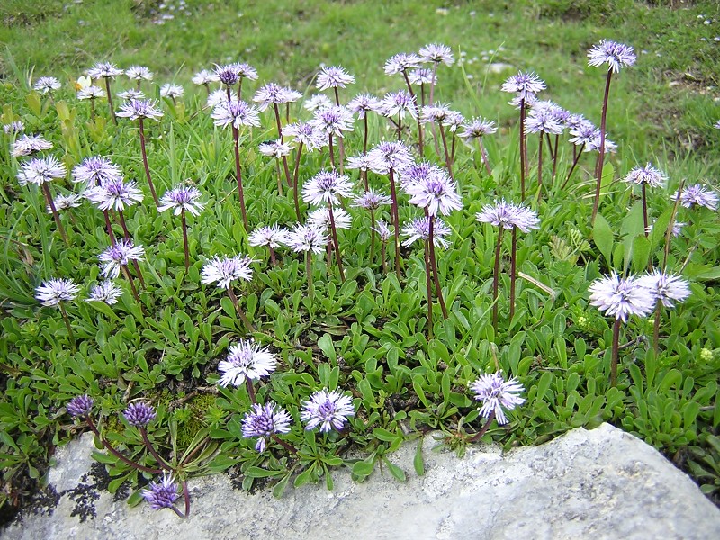 Blumenbild groß