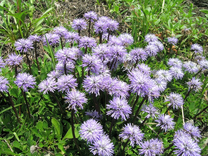 Blumenbild groß