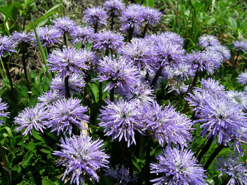 Blumenbild groß