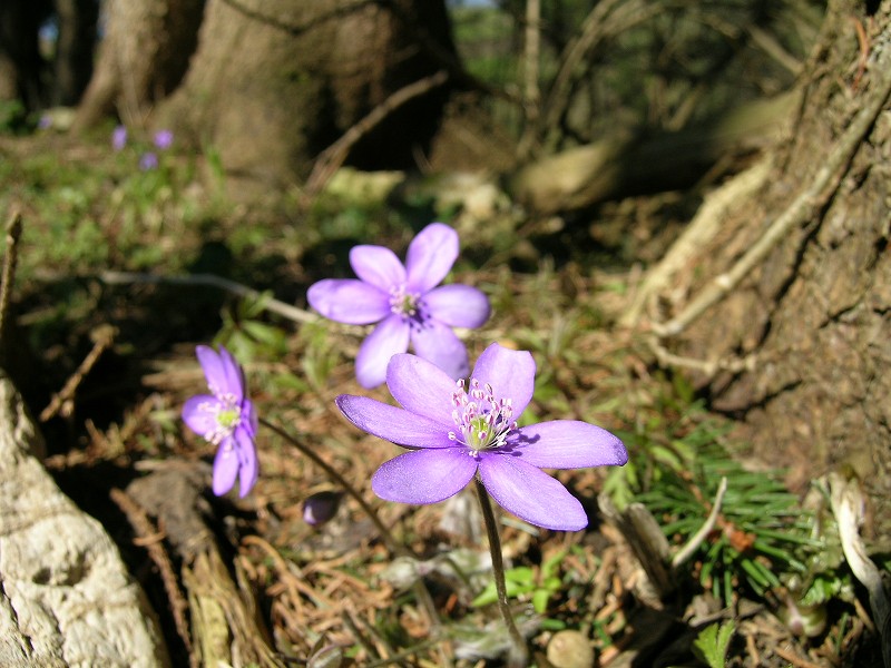 Blumenbild groß