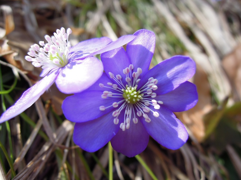 Blumenbild groß