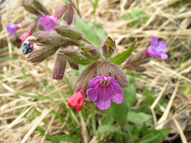 Blumenbild groß