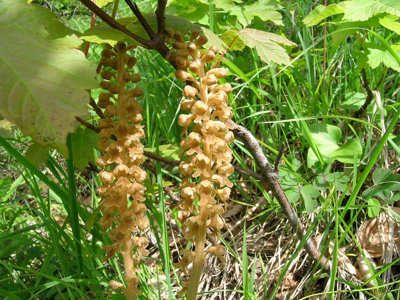 Blumenbild groß