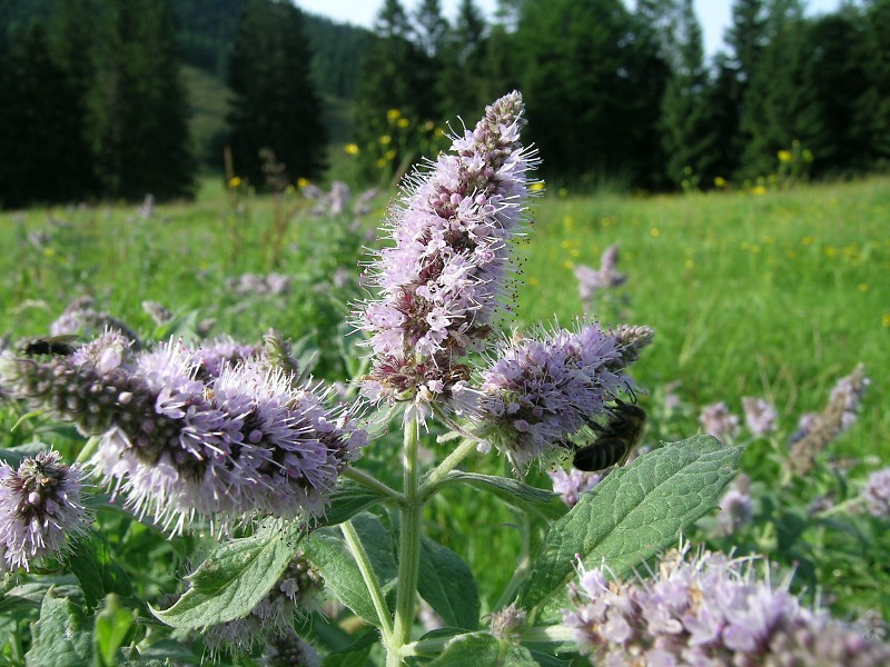 Blumenbild groß