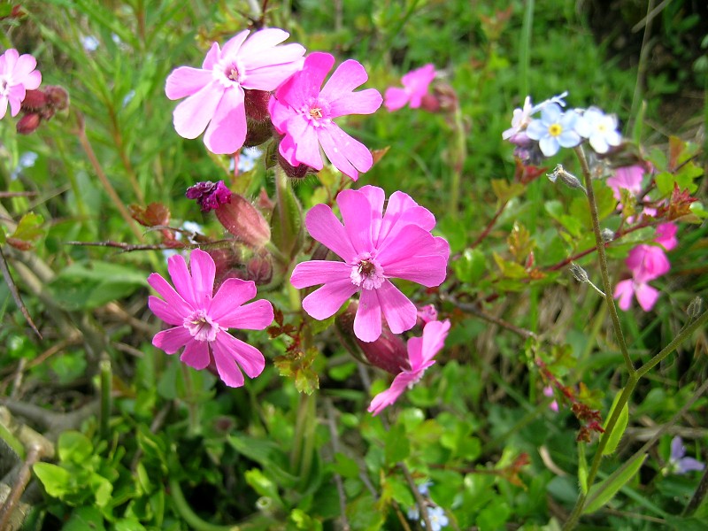 Blumenbild groß