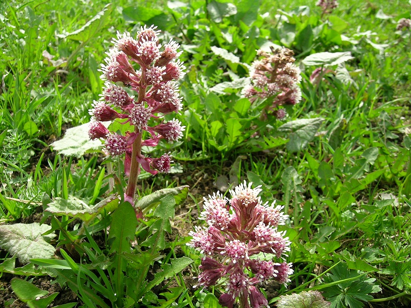 Blumenbild groß