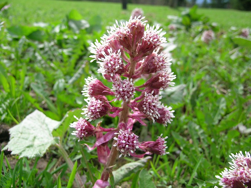 Blumenbild groß