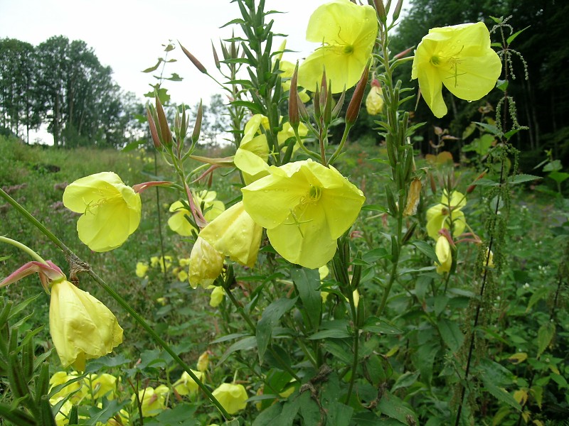Blumenbild groß