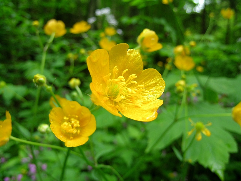 Blumenbild groß