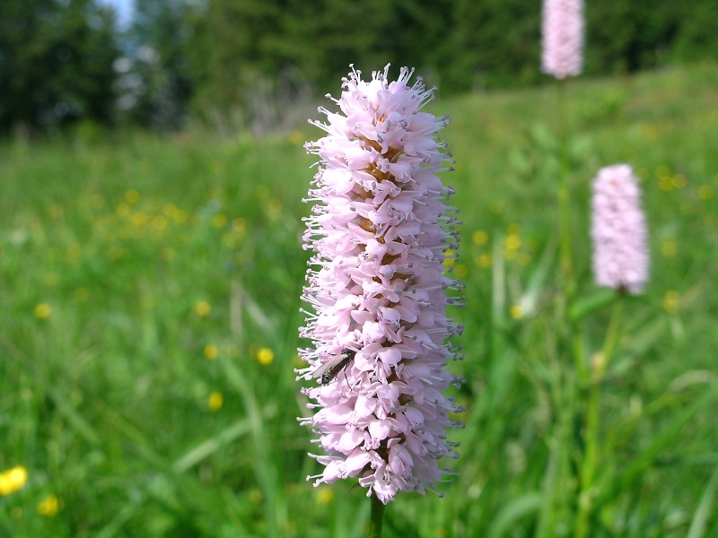 Blumenbild groß