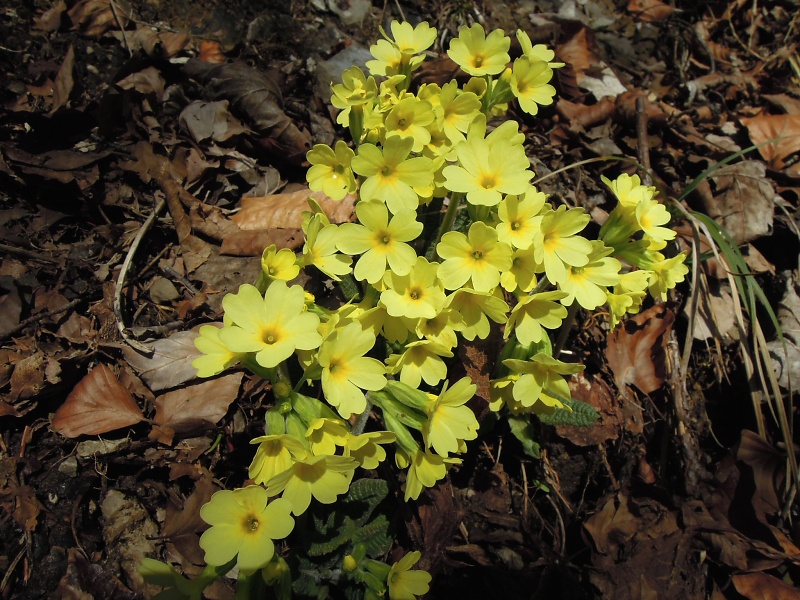 Blumenbild groß