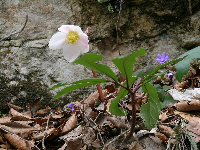 Blumenbild groß