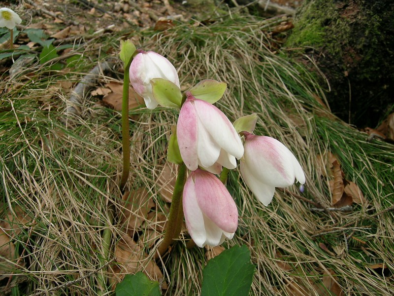 Blumenbild groß