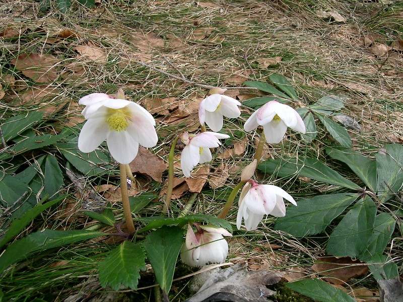 Blumenbild groß