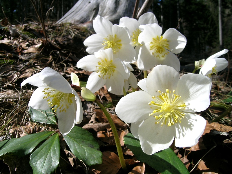 Blumenbild groß